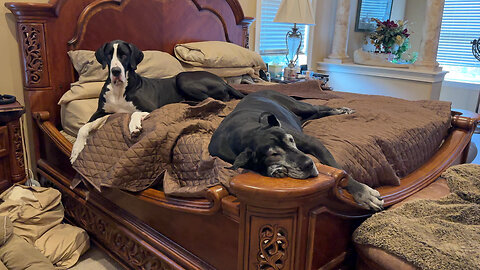 Comfy Great Danes Love Lounging In Bed Hibernating From The Florida Heat