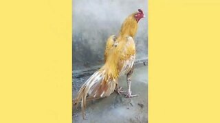 áudios engraçados de galistas do zap 2