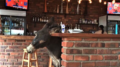 Donkey walks into bar, enjoys head scratch against the counter