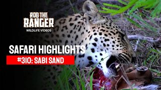 Safari Highlights #310: 25 - 28 November 2014 | Sabi Sand Nature Reserve | Latest Wildlife Sightings