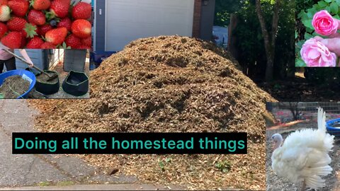 Putting compost in my garden from my rabbit house , see how I made it.