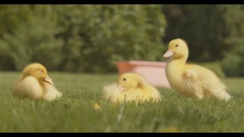 Three yellow ducklings sitting on sunny lawn and cleaning feather Baby birds enjoying summer on gre