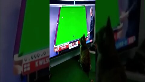 Cat is snooker champ #shorts #cat #funnycats