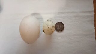 Small Duck egg 6th September 2020