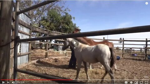 Part 2 of 2 - Warwick Schiller Working With New Born Foals - What I See