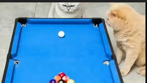 Cue and Purr: When Two Cats Master the Art of Professional Billiards!"