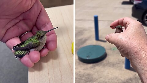 Man Goes To Great Lengths To Save Dehydrated Hummingbird