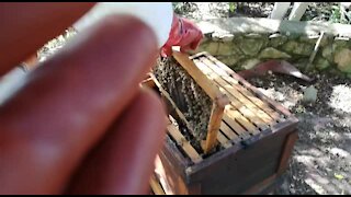 SOUTH AFRICA - Johannesburg - Bee Day (video) (55S)
