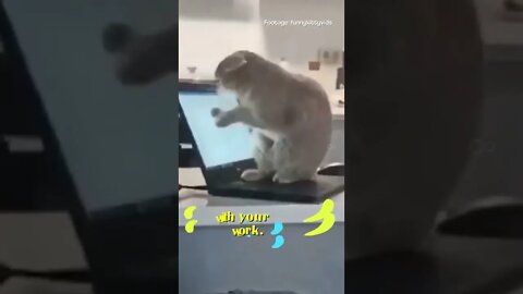 funny cat videos