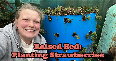 The Benefits of Planting Strawberries in Raised Beds: Allotment Garden