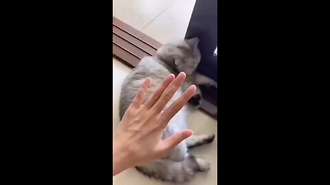 cats funny moments