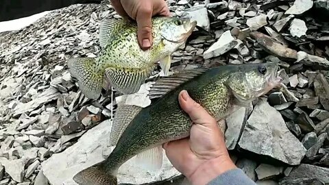 Crappie jigs catch more than just crappie | #shorts |