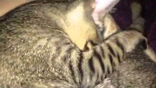 Bengal kitten makes biscuits on himself