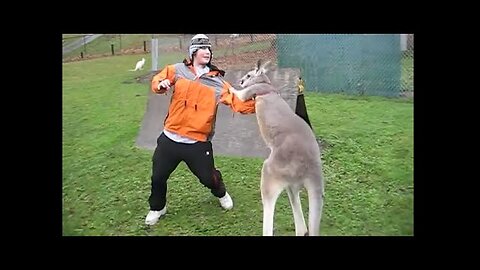 Kangaroo vs Human, Kangaroo attacking