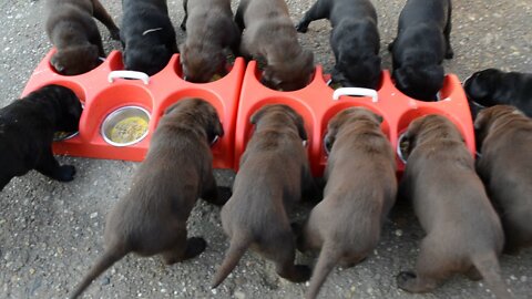 How to feed puppies. 14 dogs. Cum să hrănești 14 căței. Satu Mare