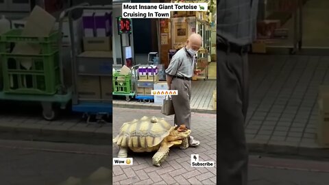 Most Insane Giant Tortoise 🐢 Cruising In Town #shorts #animals #tortoise #wildlife