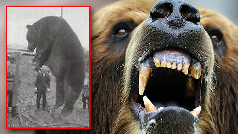 The Sankebetsu Brown Bear Incident [The Serial Killer Bear that took 7 Lives!] 🐻💀