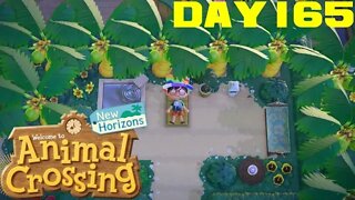 Animal Crossing: New Horizons Day 165 - Nintendo Switch Gameplay 😎Benjamillion