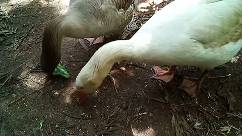 Ezra and his girl eating broccoli 10th October 2021