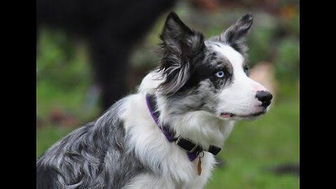 Border Collie Blue