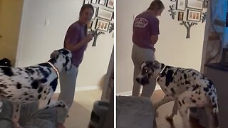 Huge Great Dane Tackles Human With Ease