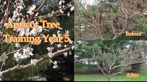 Apricot Tree Pruning/Training Year 5