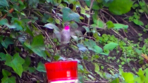 IECV NV #477 - 👀 Hummingbird Flying Around The Yard 🐥10-9-2017