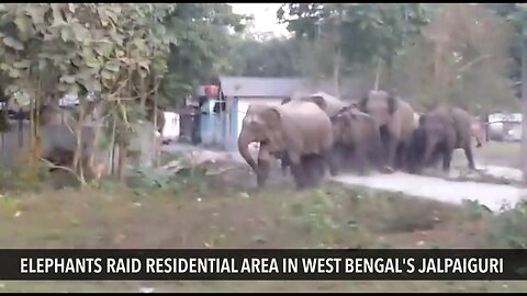 Elephant attack in residential area.....