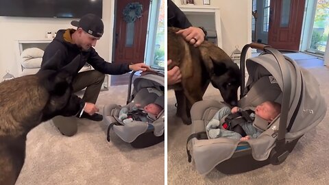 Dog meets newborn baby and completely falls in love