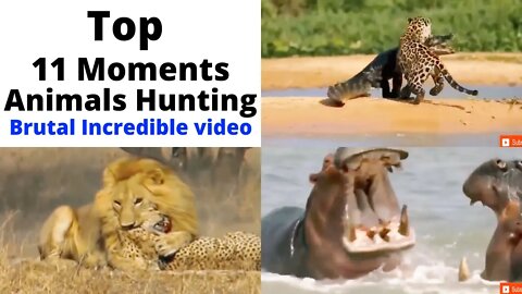 Top 11 Brutally Momentus Animals Hunting & Lion Kills Cheetah,croco attack @TOP ANIMALS