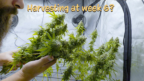 Harvesting at week 6?