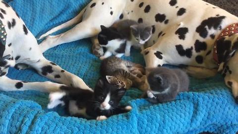 Foster kittens completely invade Dalmatian's bed