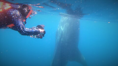 Gigantic whale shark cruises around delighted photographers in Mexico