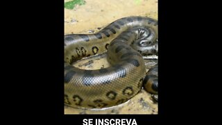 SUCURI OU ANACONDA? QUAL O NOME VERDADEIRO DA COBRA?