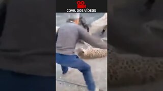leopardo atacando as pessoas 😱😱😱