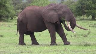 Big Elephant Eating and Walking