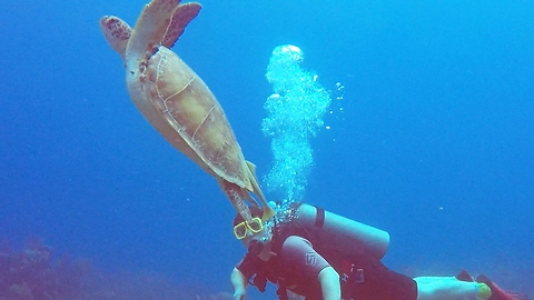 Beautiful sea turtle swims past divers on way to surface
