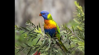 Rainbow lorikeet in Australia