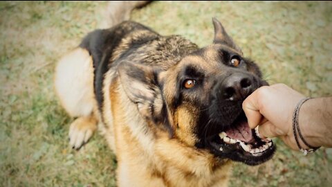 How to defend against a dog. Self defense against dog attack