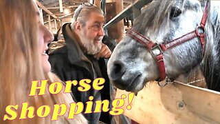 Horse Shopping!!!!!!