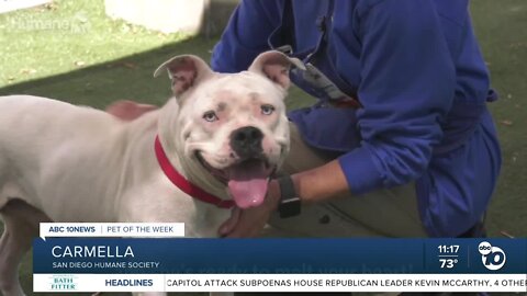 Pet of the Week: Carmella