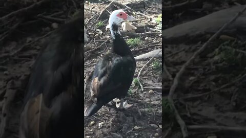 Muscovy family. Mother with white head.