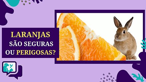 Coelho Pode Comer Laranja? O Que Você Deve Saber