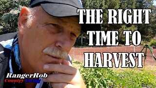 When Is the Right Time to Harvest Your Vegetables