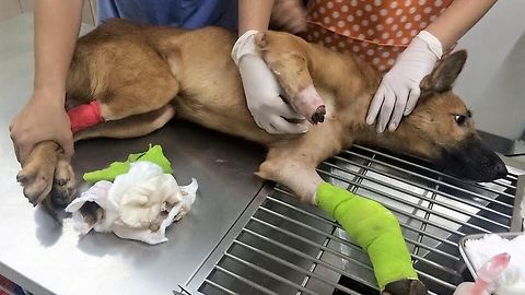 Dog has front legs hacked off with sword, makes incredible recovery