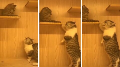 Angry Cat is teaching her boyfriend a lesson