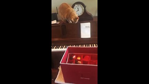 Pianist Cat