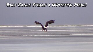 Bald Eagle Steals a Whitefish Meal