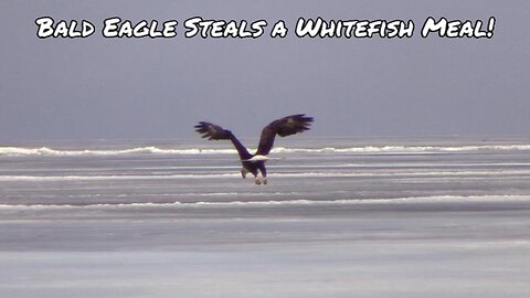 Bald Eagle Steals a Whitefish Meal