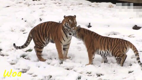 Siberian Tiger Loves In The Snow